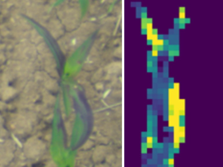 RGB photo of a young wheat seedling next to its AVI vegetation-index map, highlighting the plant against the soil background