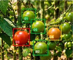 Erkannte Tomaten am Trieb, jede eingerahmt und nach Reifestadium klassifiziert