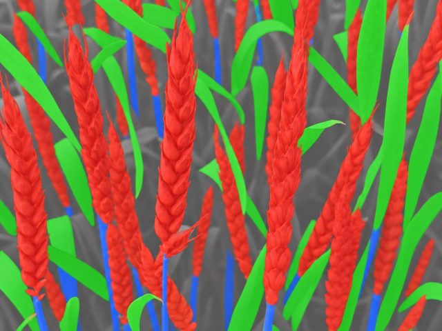 The same wheat scene segmented: ears in red, leaves in green, stems in blue