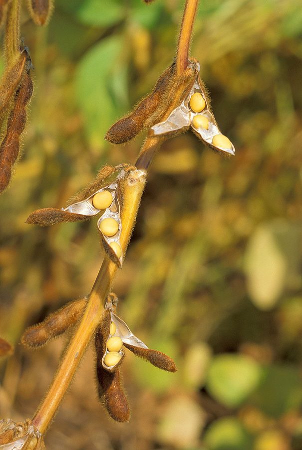 Soybean plants, a common precision-agriculture hyperspectral subject